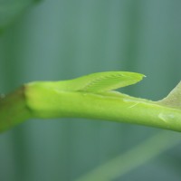 Dillenia suffruticosa (Griff.) Martelli